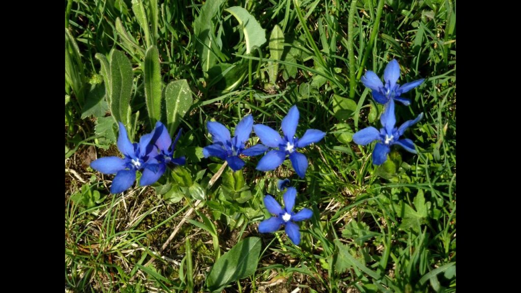 Video: Fiori di montagna