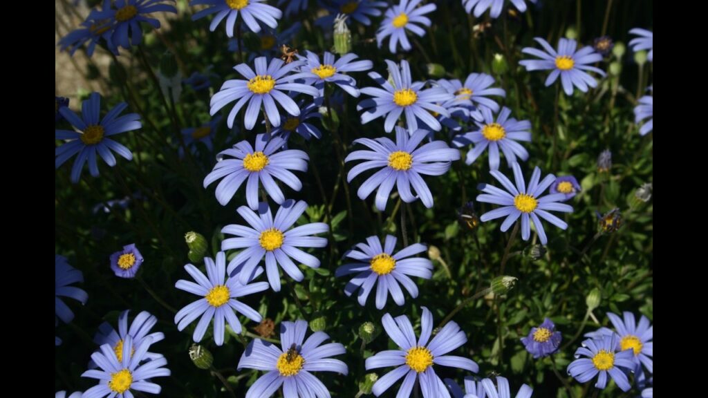 Video: Fiori e giardini da ammirare