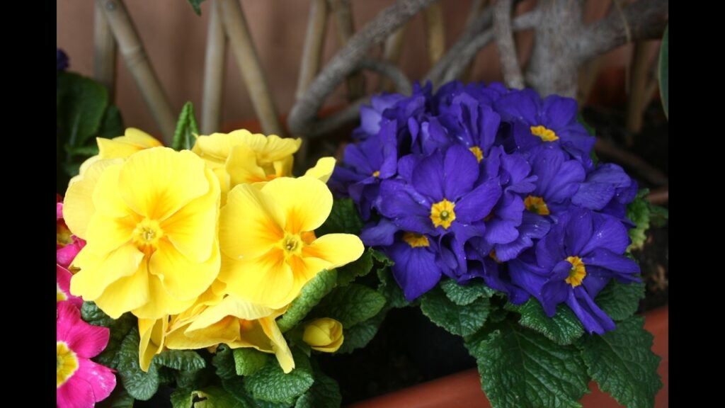 Video: Fiori e giardini sempre da ammirare