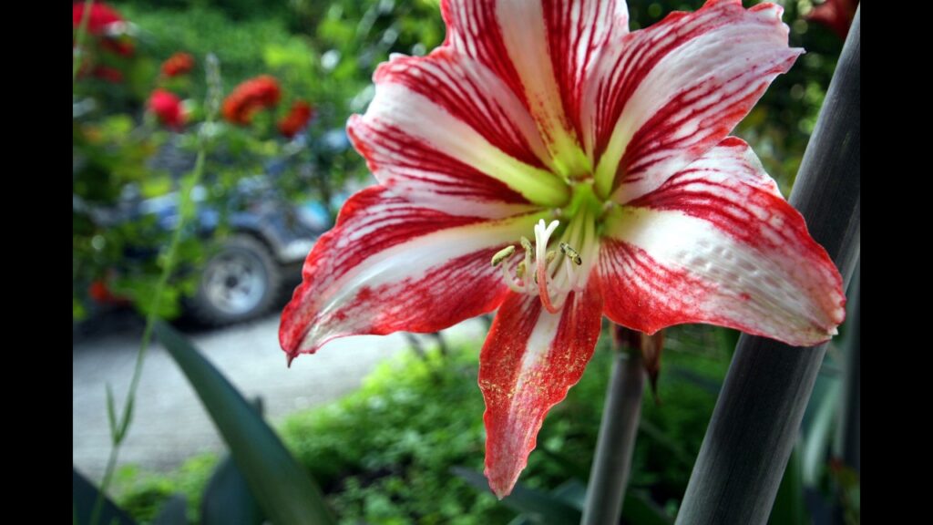 Video: Giardini europei