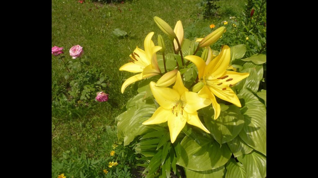 Video: Giardini Hanbury ed Euroflora