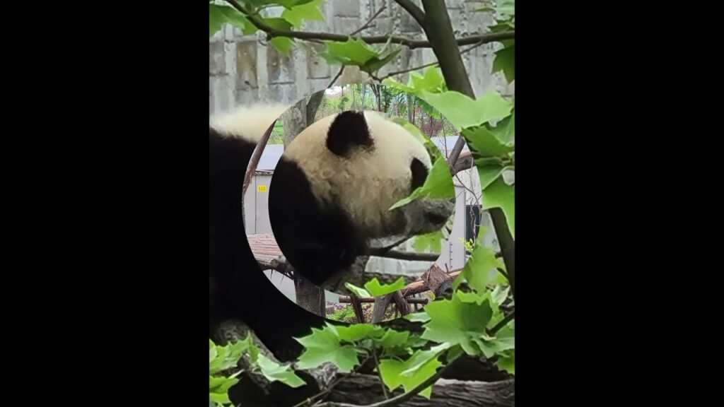 Video: Panda in fila indiana