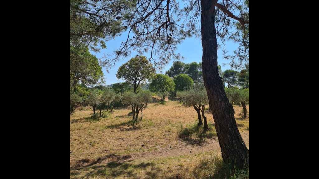 Video: Saint-Rémy-de-Provence, il verde