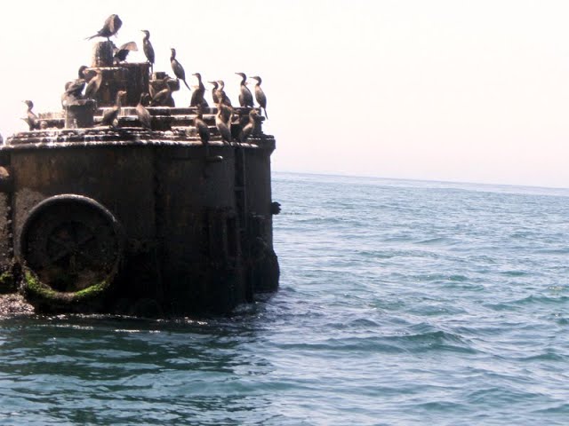 Video: Una riserva marina spettacolare